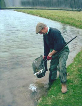 Trout being netted on the Sawmill